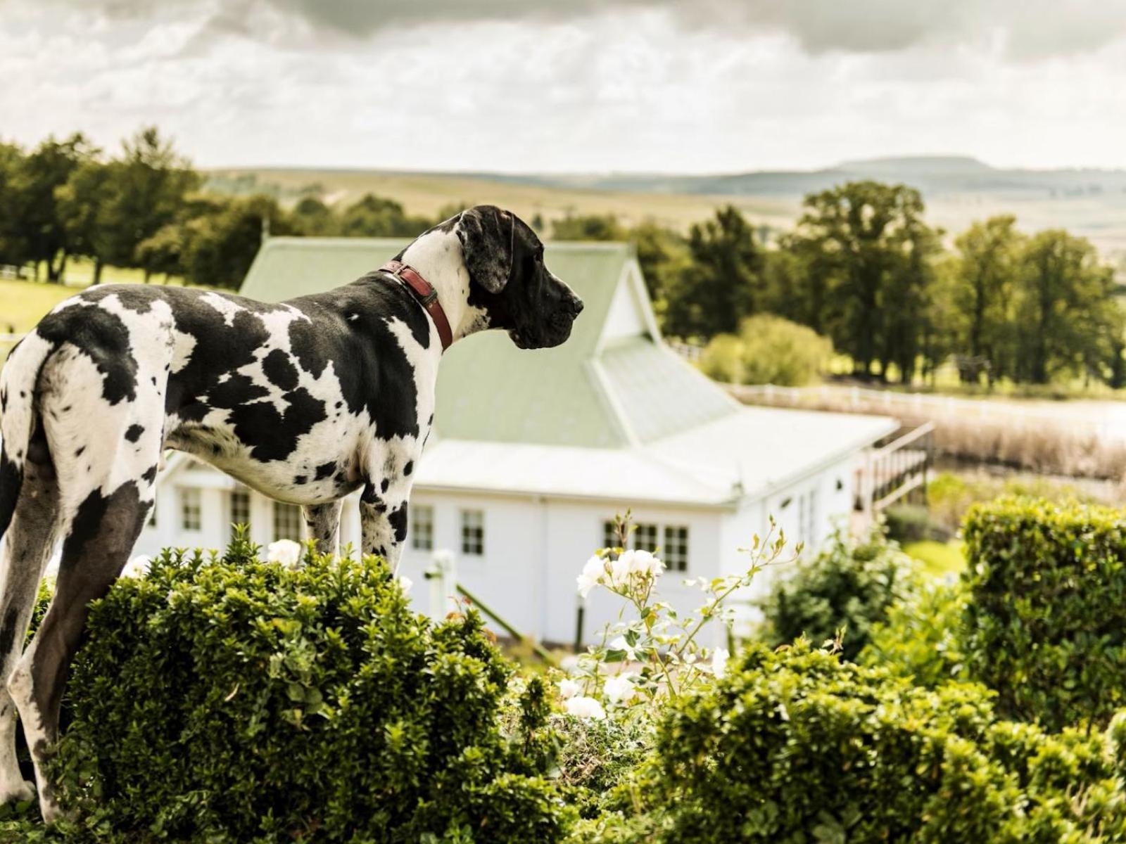 Oaklands Farm Stay Van Reenen Exteriér fotografie