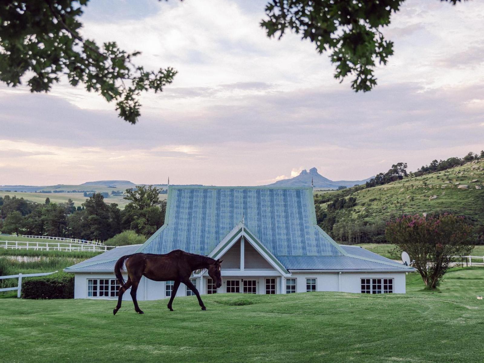 Oaklands Farm Stay Van Reenen Exteriér fotografie